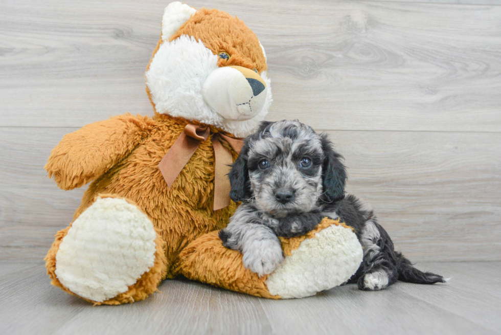 Hypoallergenic Bichpoo Poodle Mix Puppy