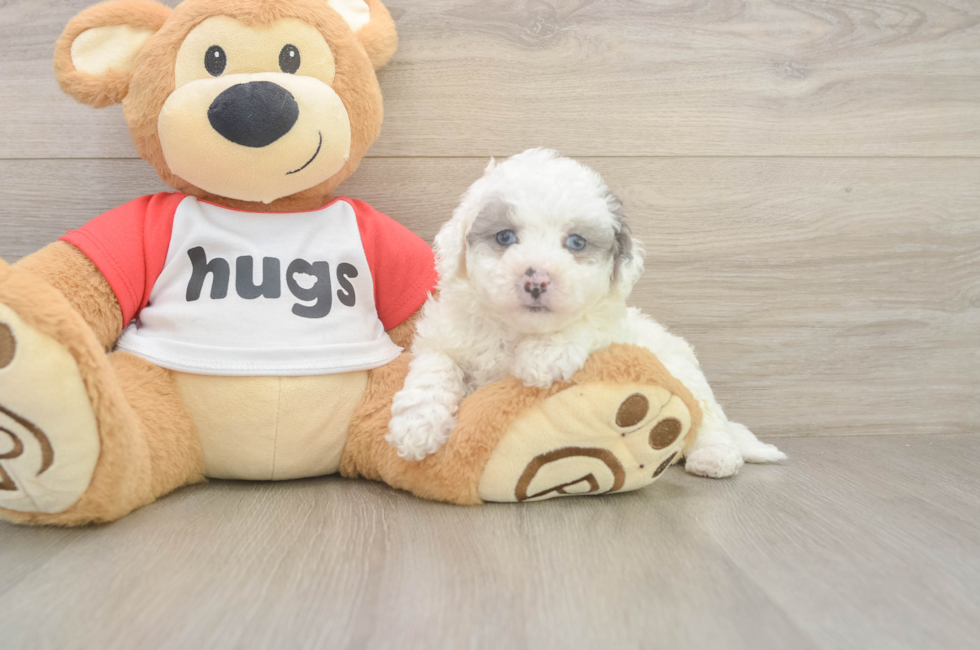 5 week old Poochon Puppy For Sale - Premier Pups
