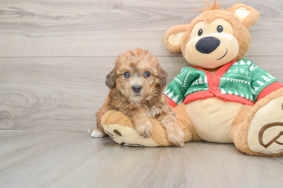 5 week old Poochon Puppy For Sale - Premier Pups