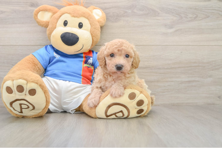 Poochon Puppy for Adoption