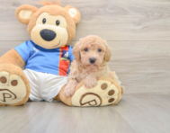 6 week old Poochon Puppy For Sale - Premier Pups