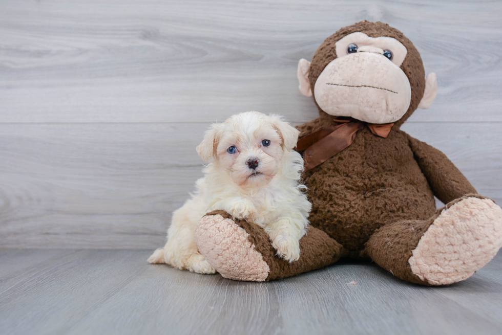 Poochon Puppy for Adoption