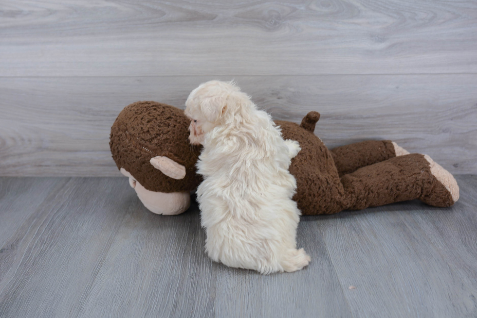 Poochon Puppy for Adoption