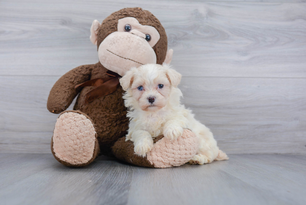Happy Poochon Baby