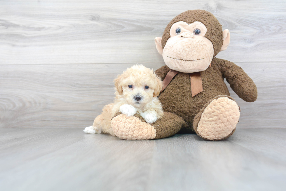 Playful Bichpoo Poodle Mix Puppy