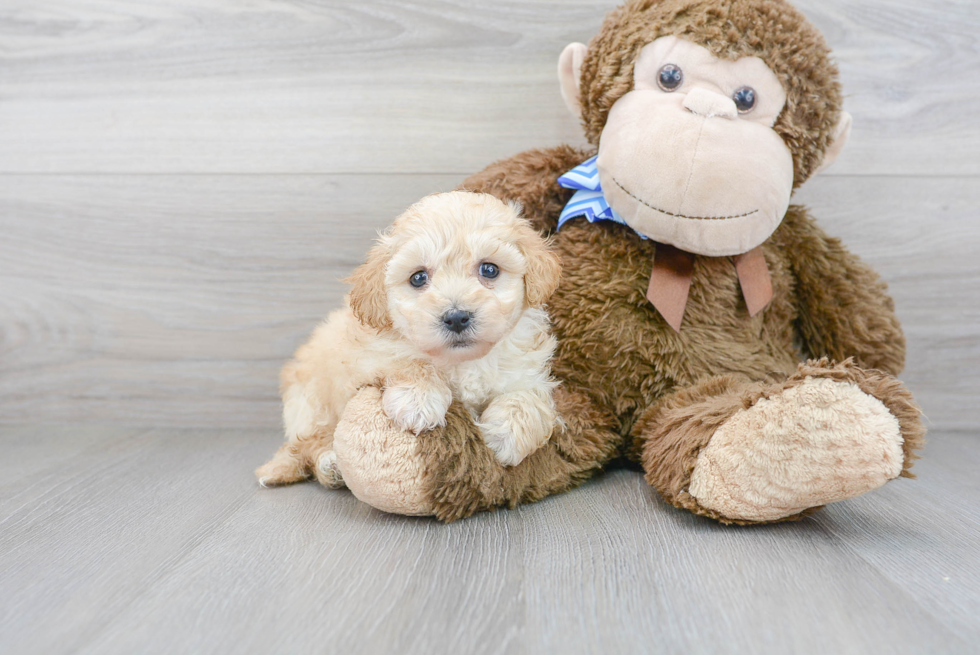 Poochon Pup Being Cute