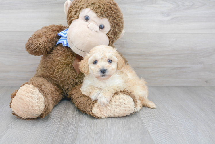Poochon Puppy for Adoption