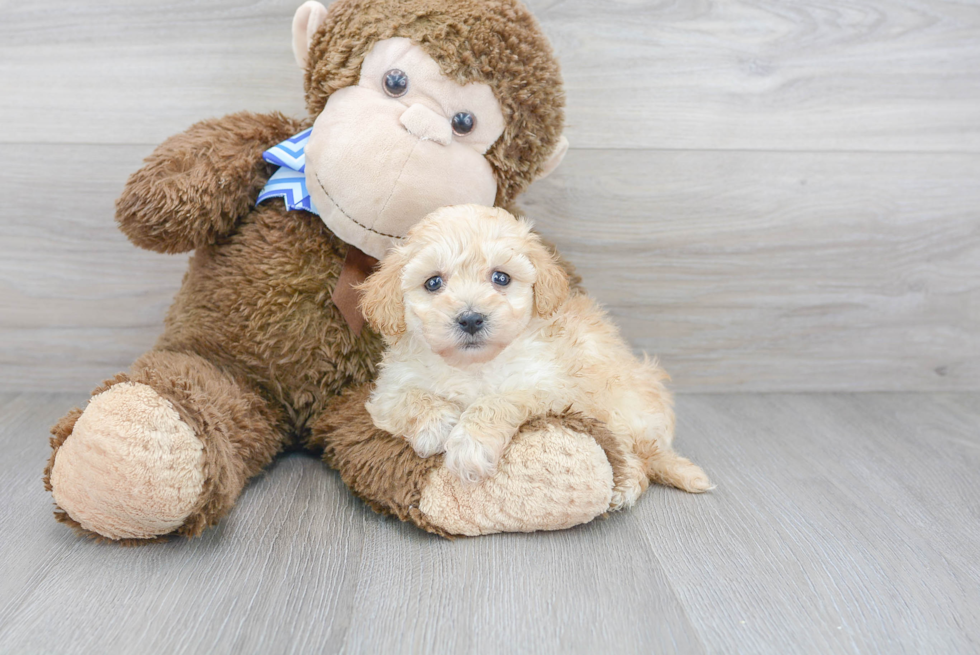 Poochon Puppy for Adoption