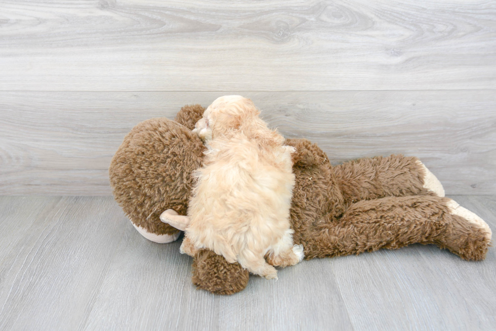 Best Poochon Baby