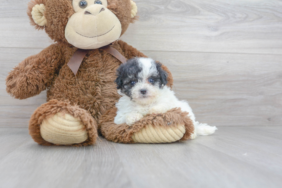 Small Poochon Baby