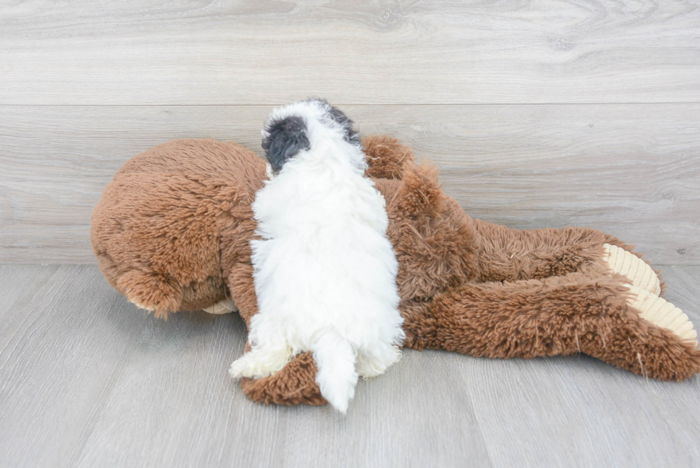 Poochon Pup Being Cute