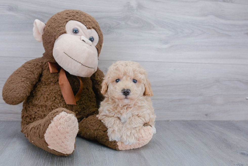 Funny Poochon Poodle Mix Pup