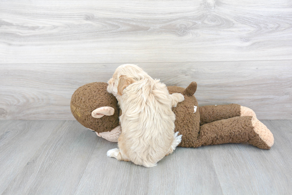 Popular Poochon Poodle Mix Pup