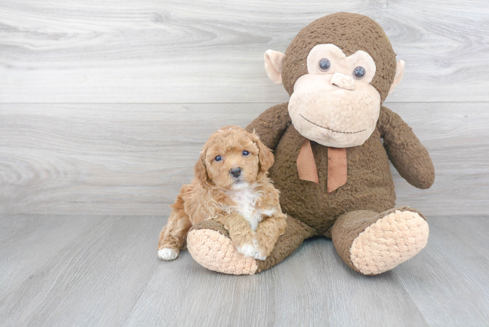 Funny Poochon Poodle Mix Pup