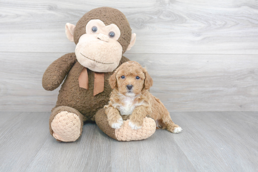 Petite Poochon Poodle Mix Pup