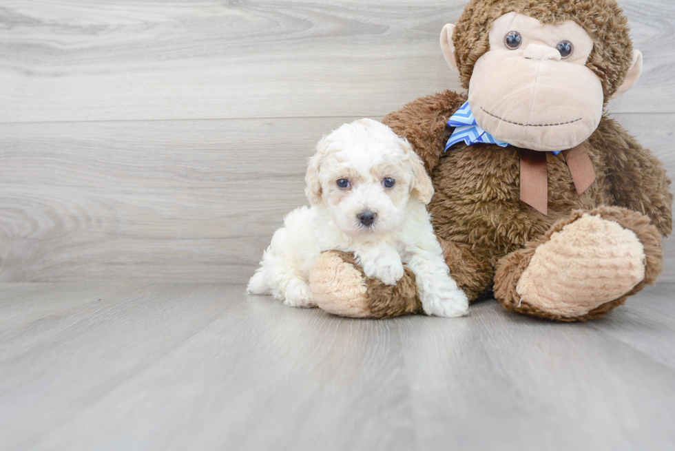 Poochon Puppy for Adoption