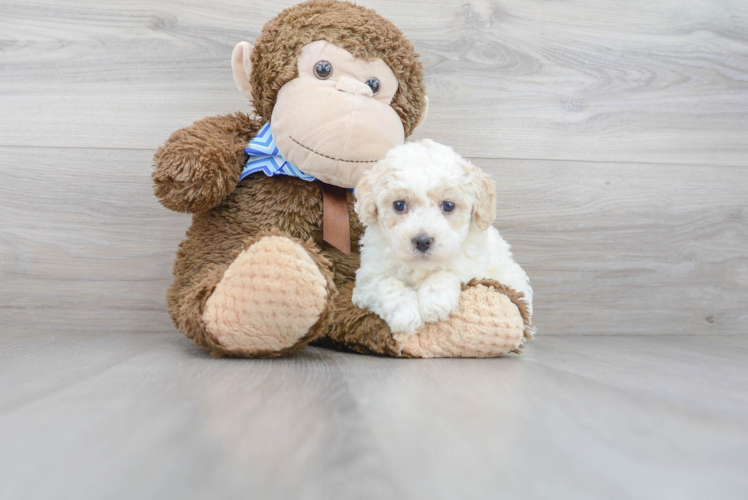 Playful Bichpoo Poodle Mix Puppy