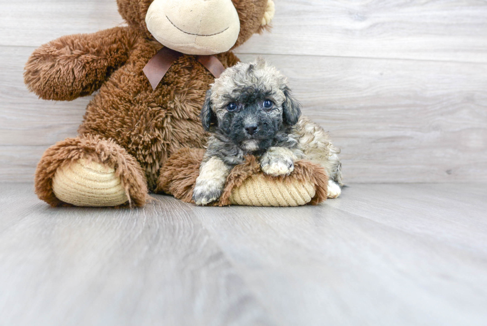 Little Bichpoo Poodle Mix Puppy