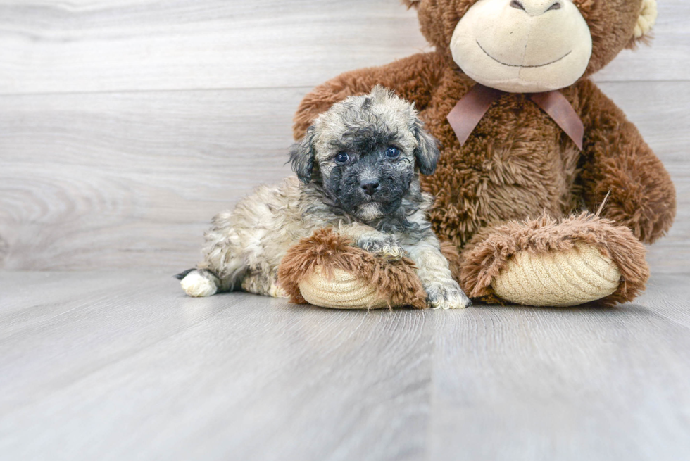 Poochon Pup Being Cute