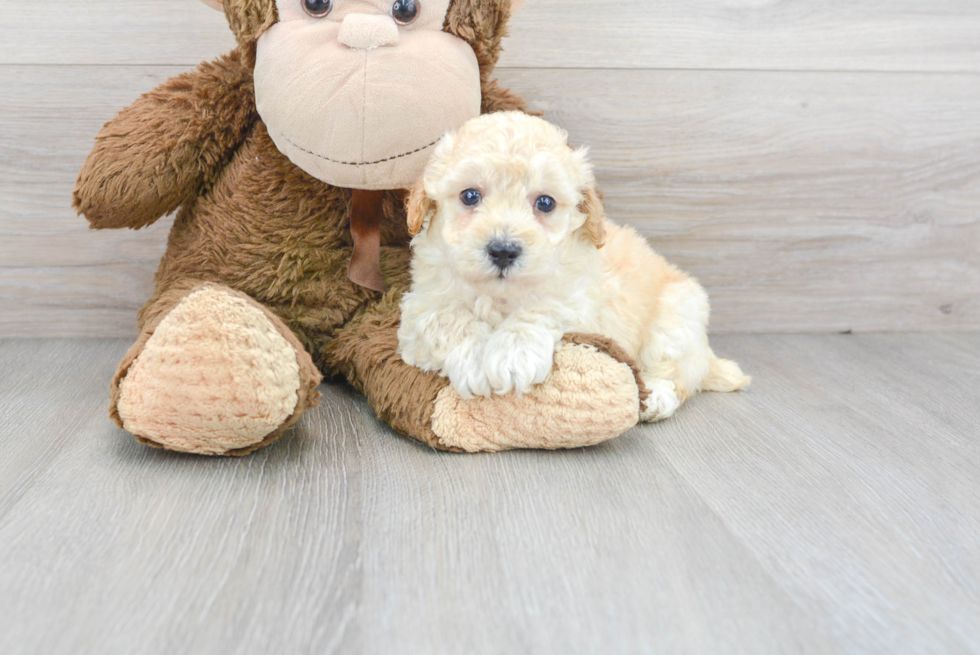 Cute Poochon Poodle Mix Pup
