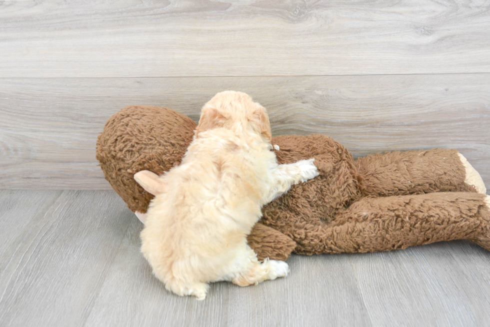 Best Poochon Baby