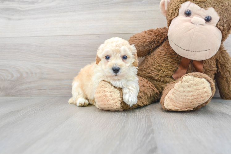 Cute Bichpoo Poodle Mix Puppy