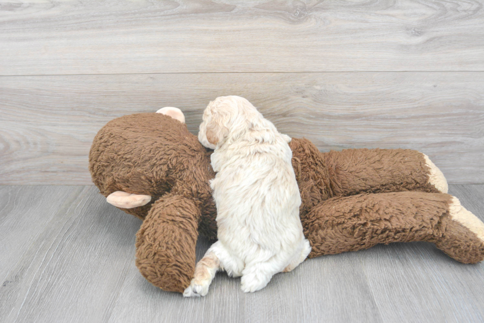 Little Bichpoo Poodle Mix Puppy