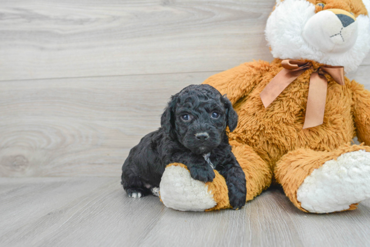 Friendly Poochon Baby