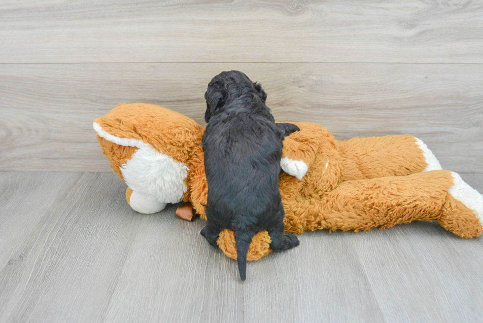 Popular Poochon Poodle Mix Pup