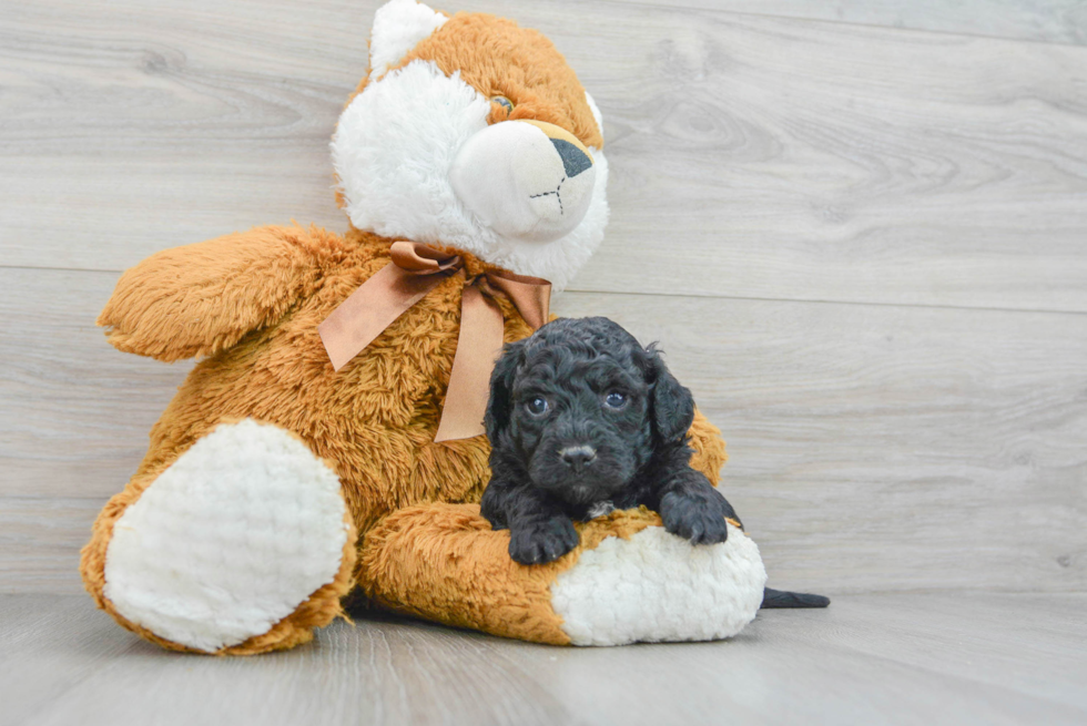 Poochon Puppy for Adoption