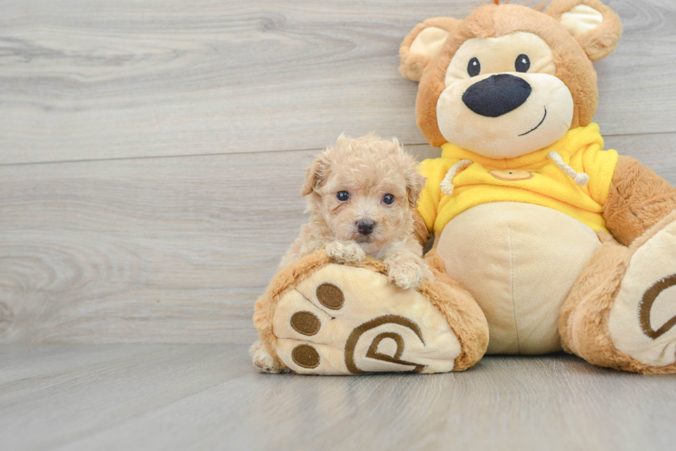 Popular Poochon Poodle Mix Pup