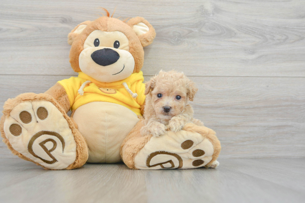 Funny Poochon Poodle Mix Pup