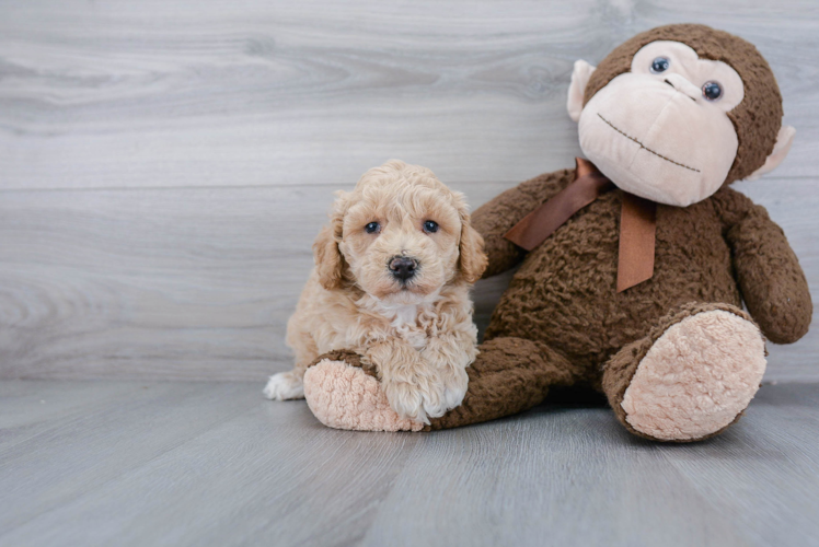 Adorable Bichpoo Poodle Mix Puppy