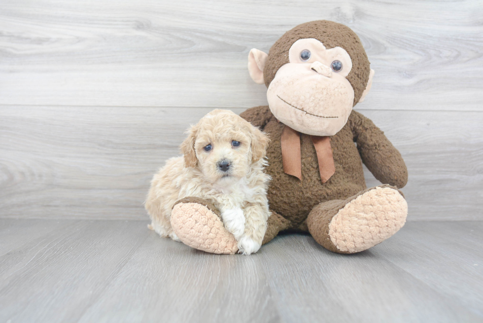 Adorable Bichpoo Poodle Mix Puppy