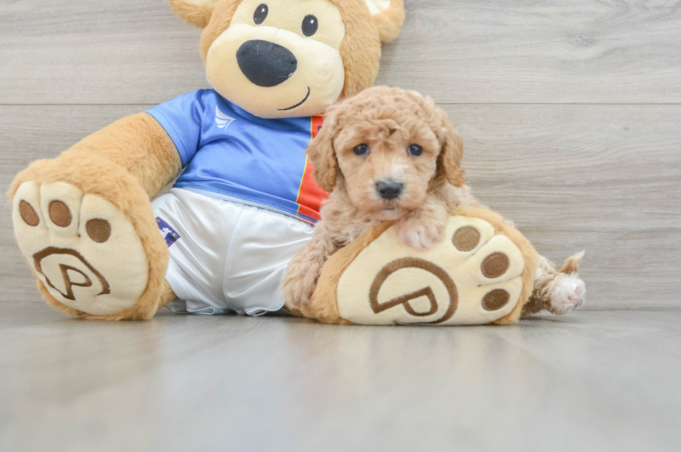 5 week old Poochon Puppy For Sale - Premier Pups