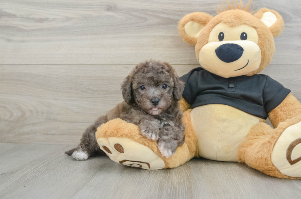 6 week old Poochon Puppy For Sale - Premier Pups