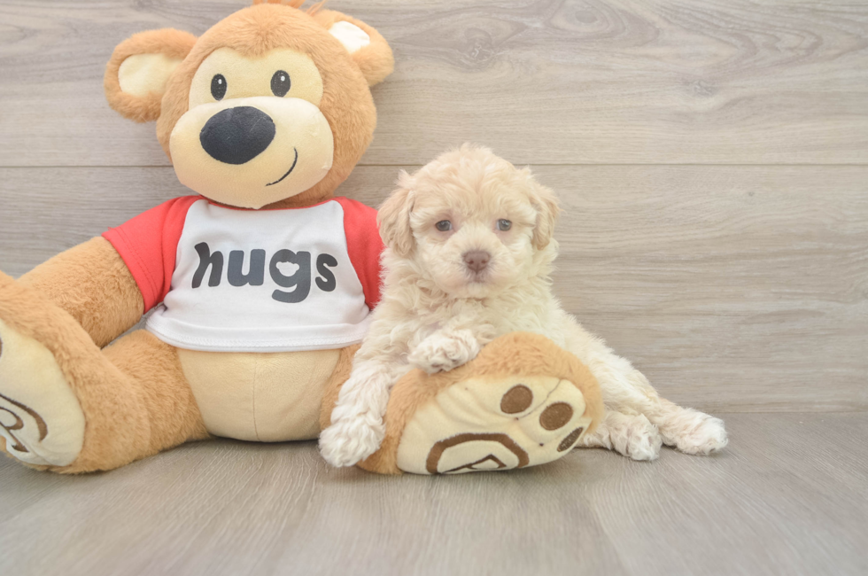 5 week old Poochon Puppy For Sale - Premier Pups