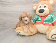7 week old Poochon Puppy For Sale - Premier Pups