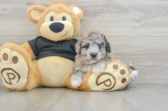 Popular Poochon Poodle Mix Pup