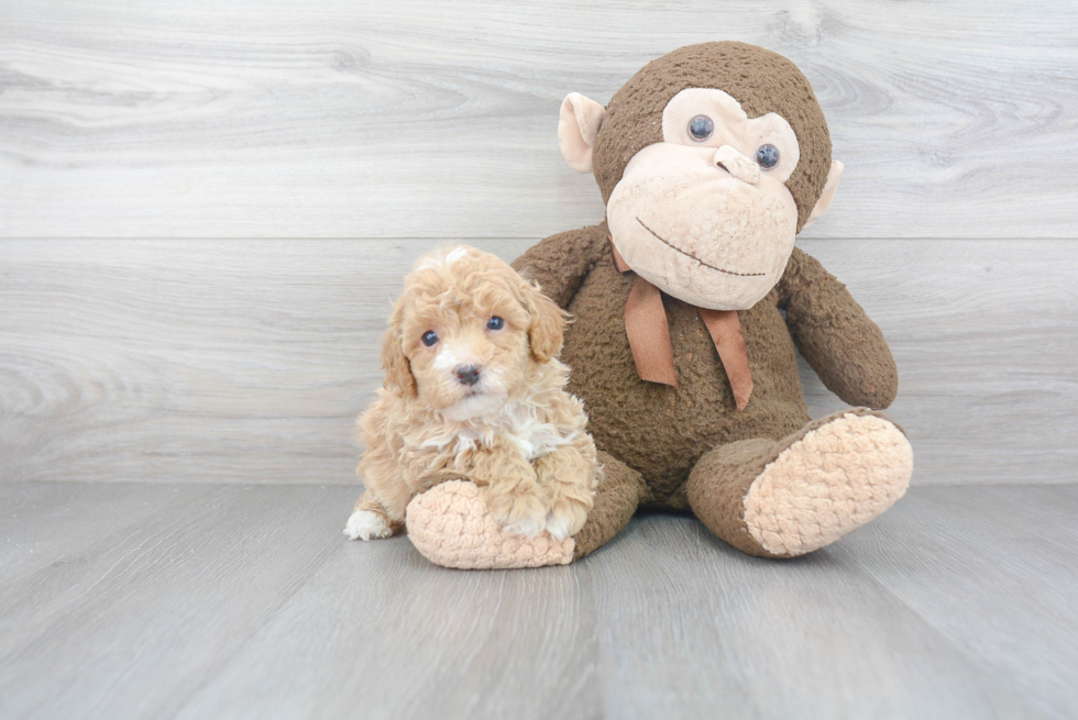 Playful Bichpoo Poodle Mix Puppy