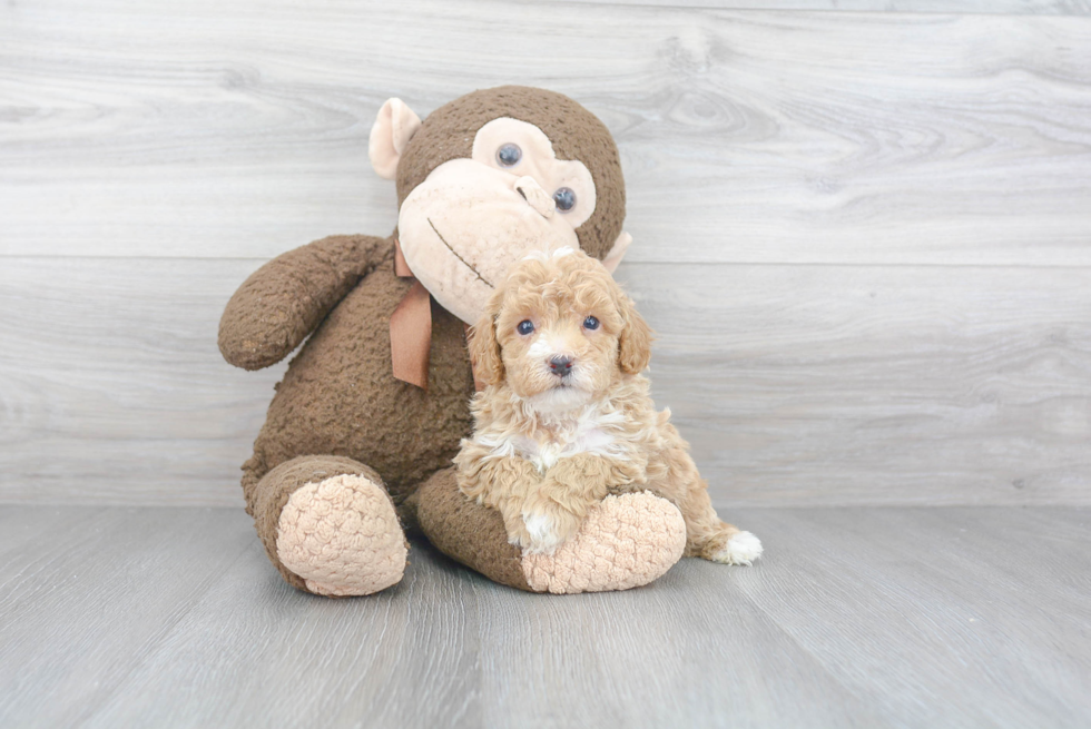 Funny Poochon Poodle Mix Pup