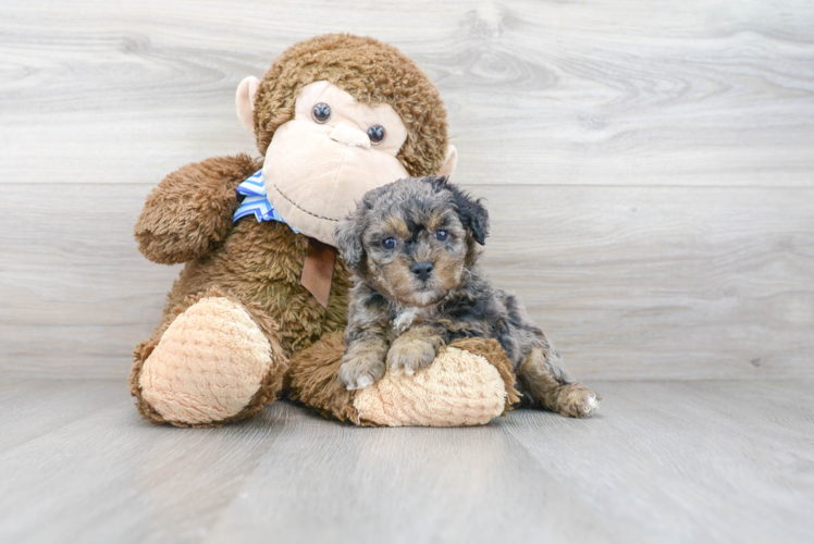 Popular Poochon Poodle Mix Pup