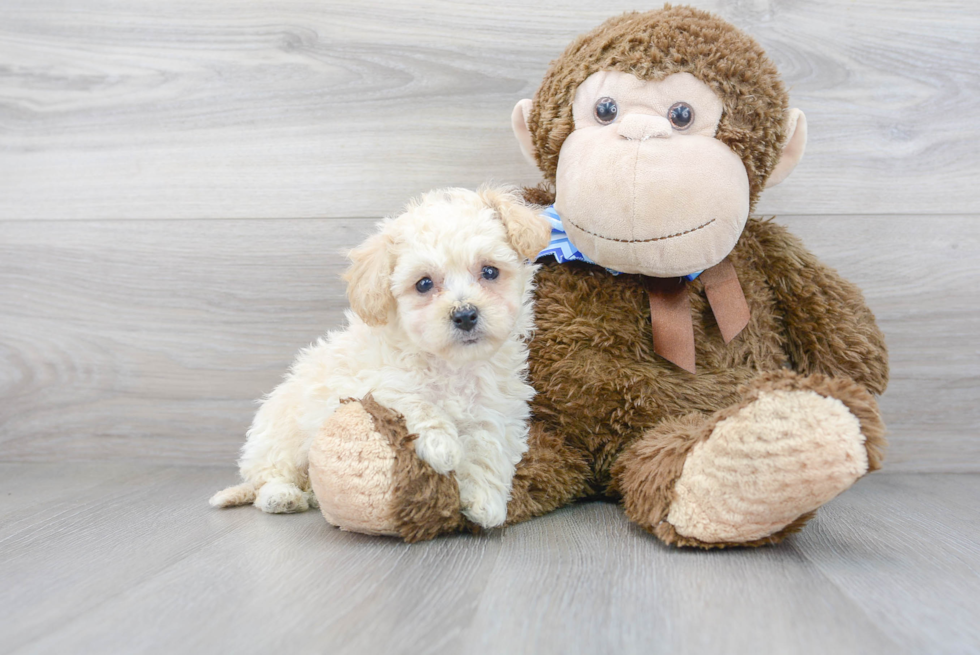 Smart Poochon Poodle Mix Pup