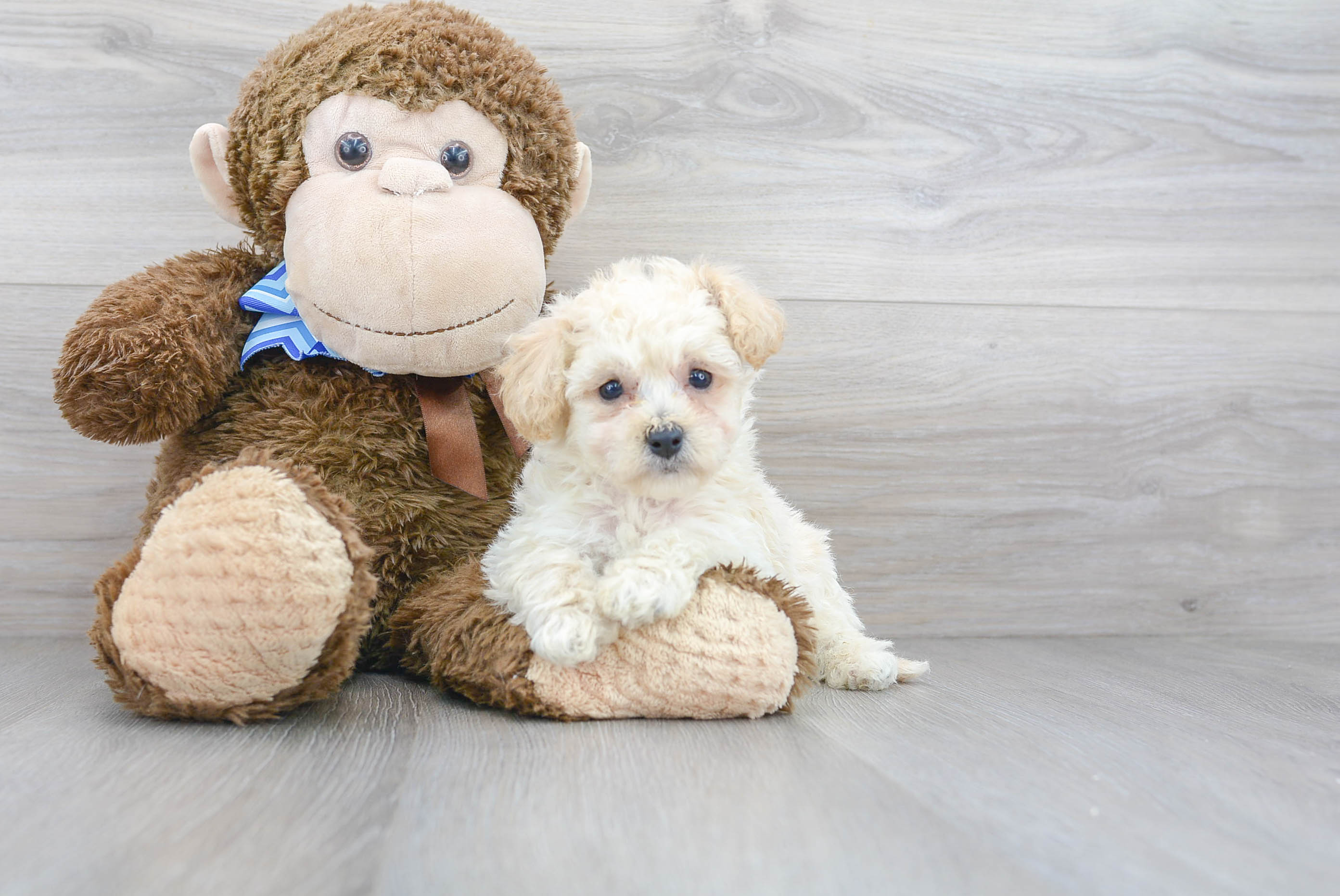 Poochon Pup Being Cute