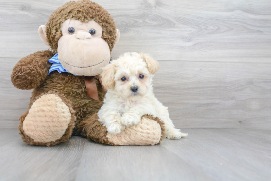 Poochon Pup Being Cute