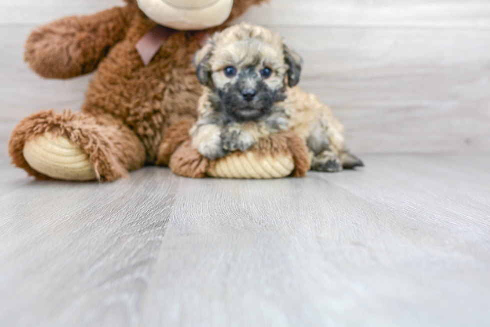 Sweet Poochon Baby