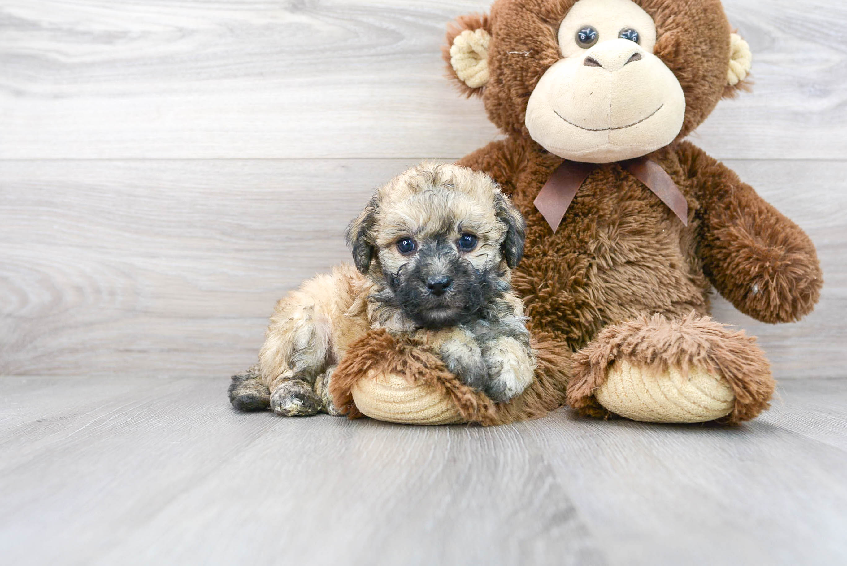 Poochon Puppy for Adoption