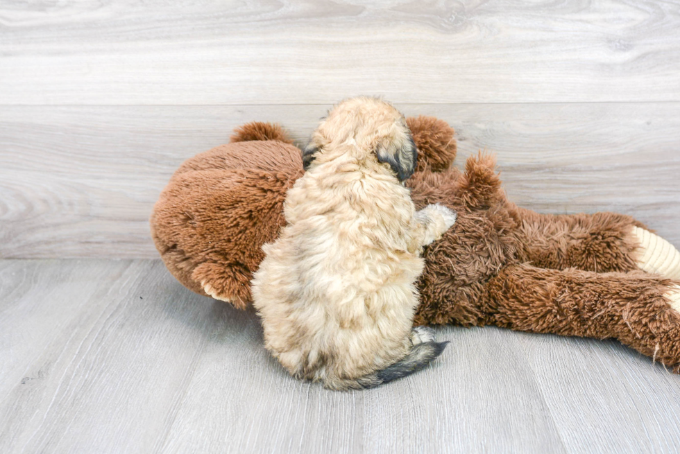 Energetic Bichpoo Poodle Mix Puppy