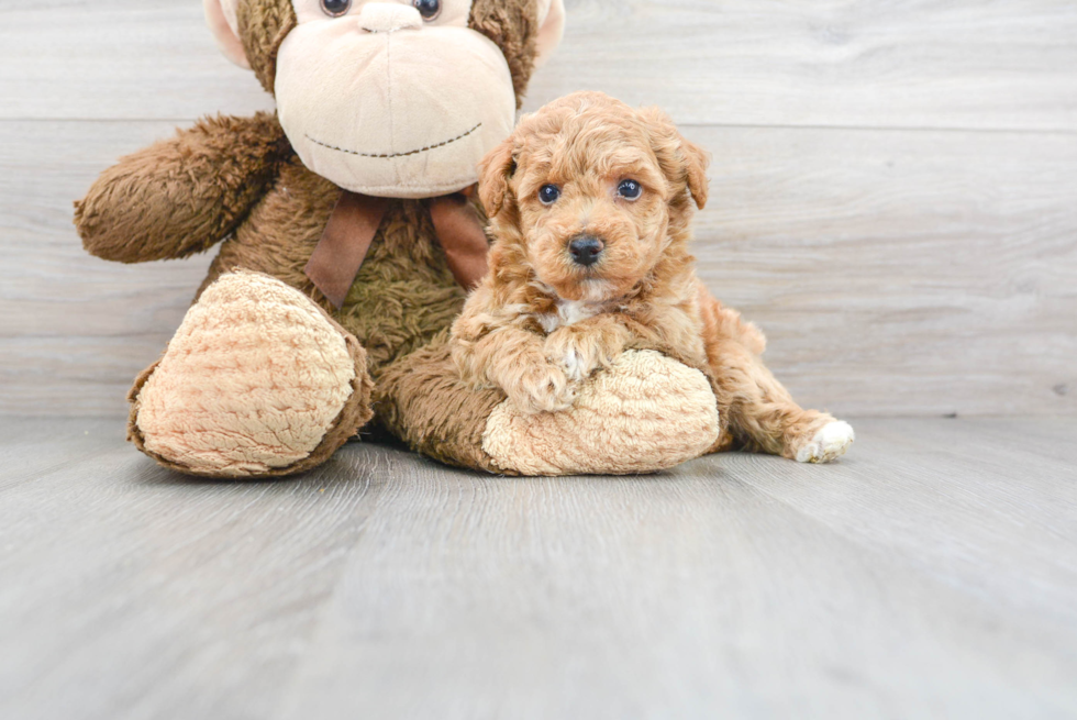 Playful Bichpoo Poodle Mix Puppy