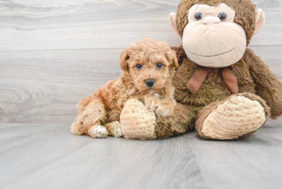 Energetic Bichpoo Poodle Mix Puppy